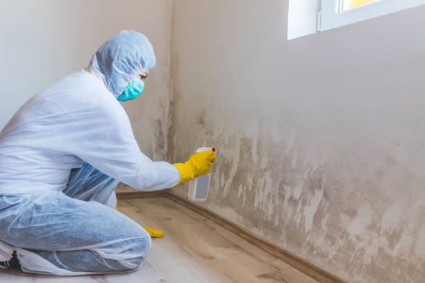 Licensed Mold Removal service in Westville, NJ - WQB Mold Removal